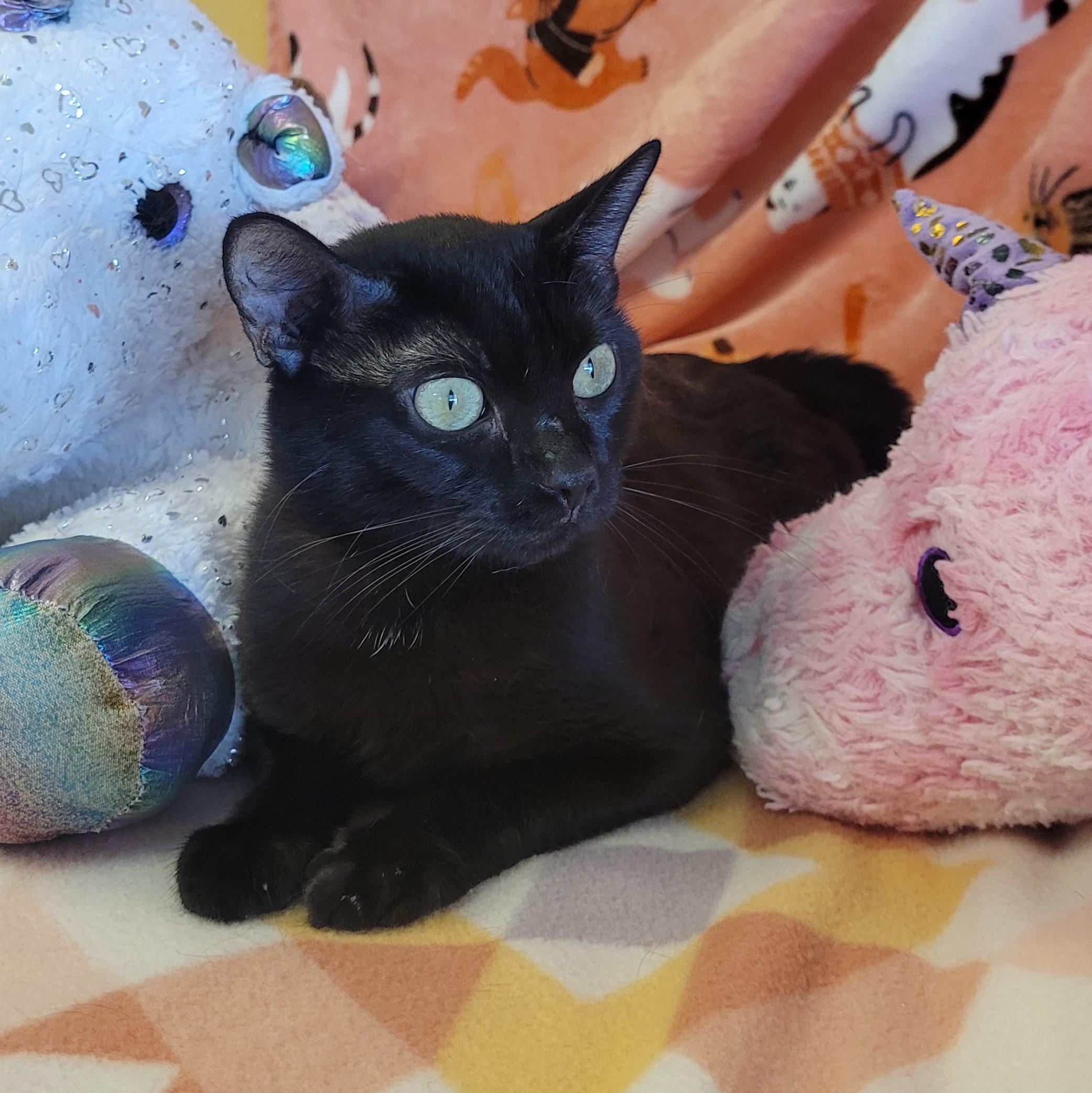 Enlarge Laney, a ADOPTABLE mixed breed in ALPINE, TX image 6/6