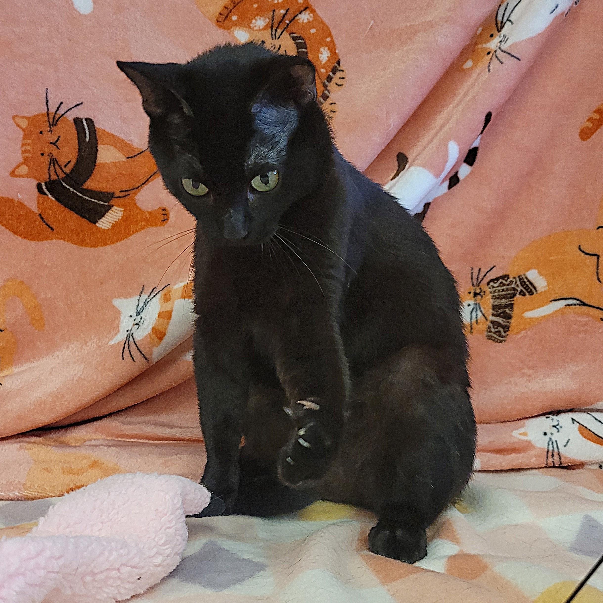 Enlarge Laney, a ADOPTABLE mixed breed in ALPINE, TX image 5/6