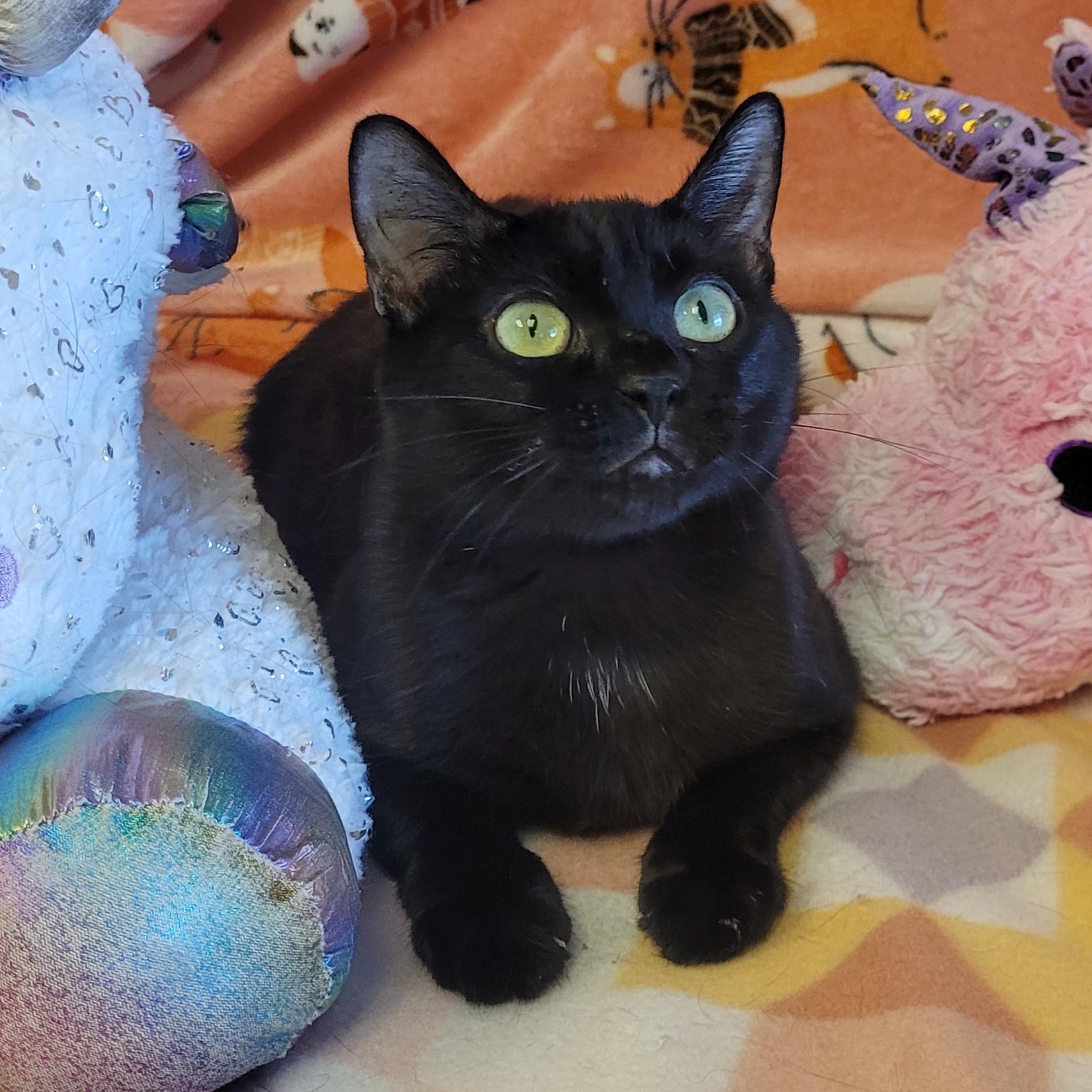 Enlarge Laney, a ADOPTABLE mixed breed in ALPINE, TX image 2/6