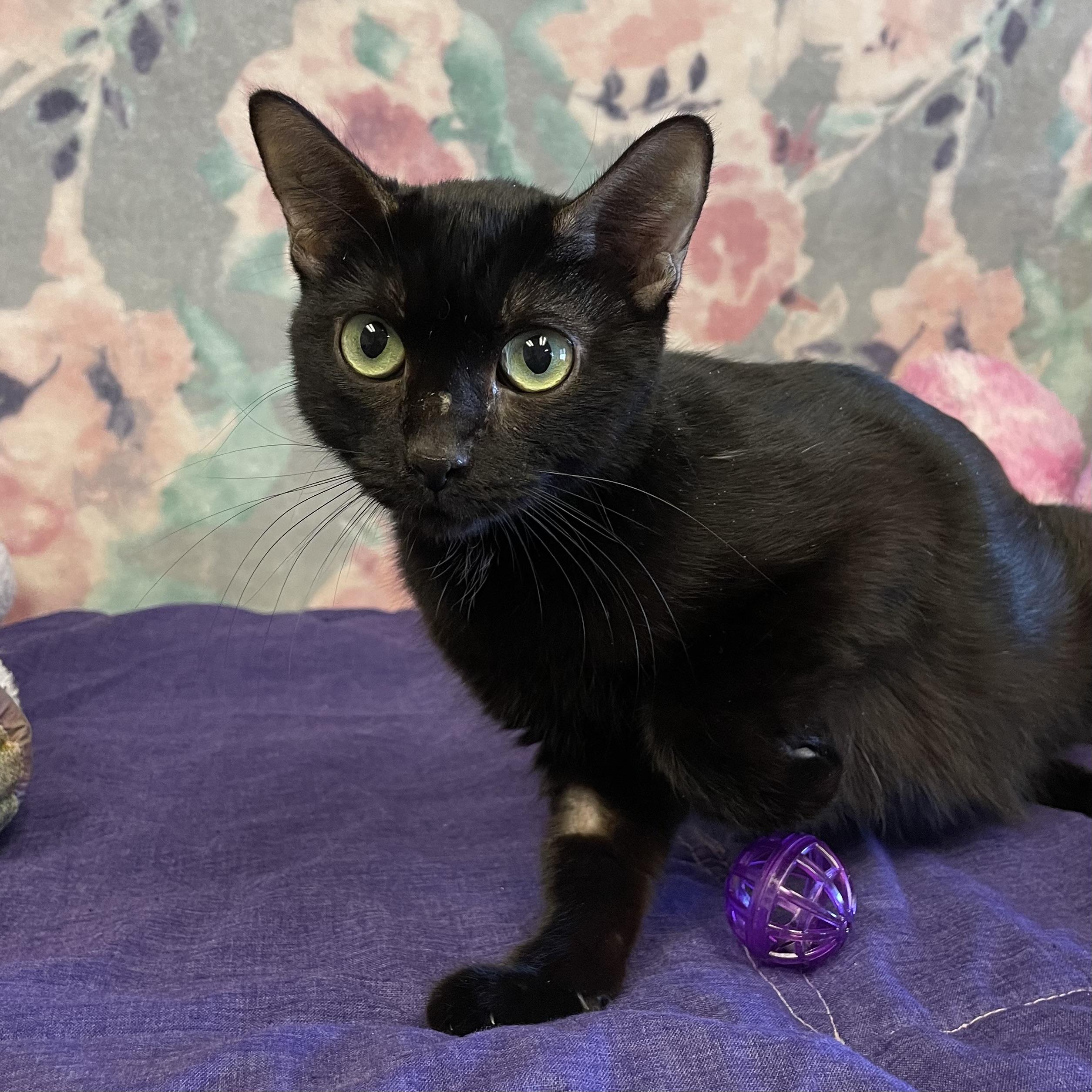 Laney, ADOPTABLE, Adult Female Domestic Short Hair.