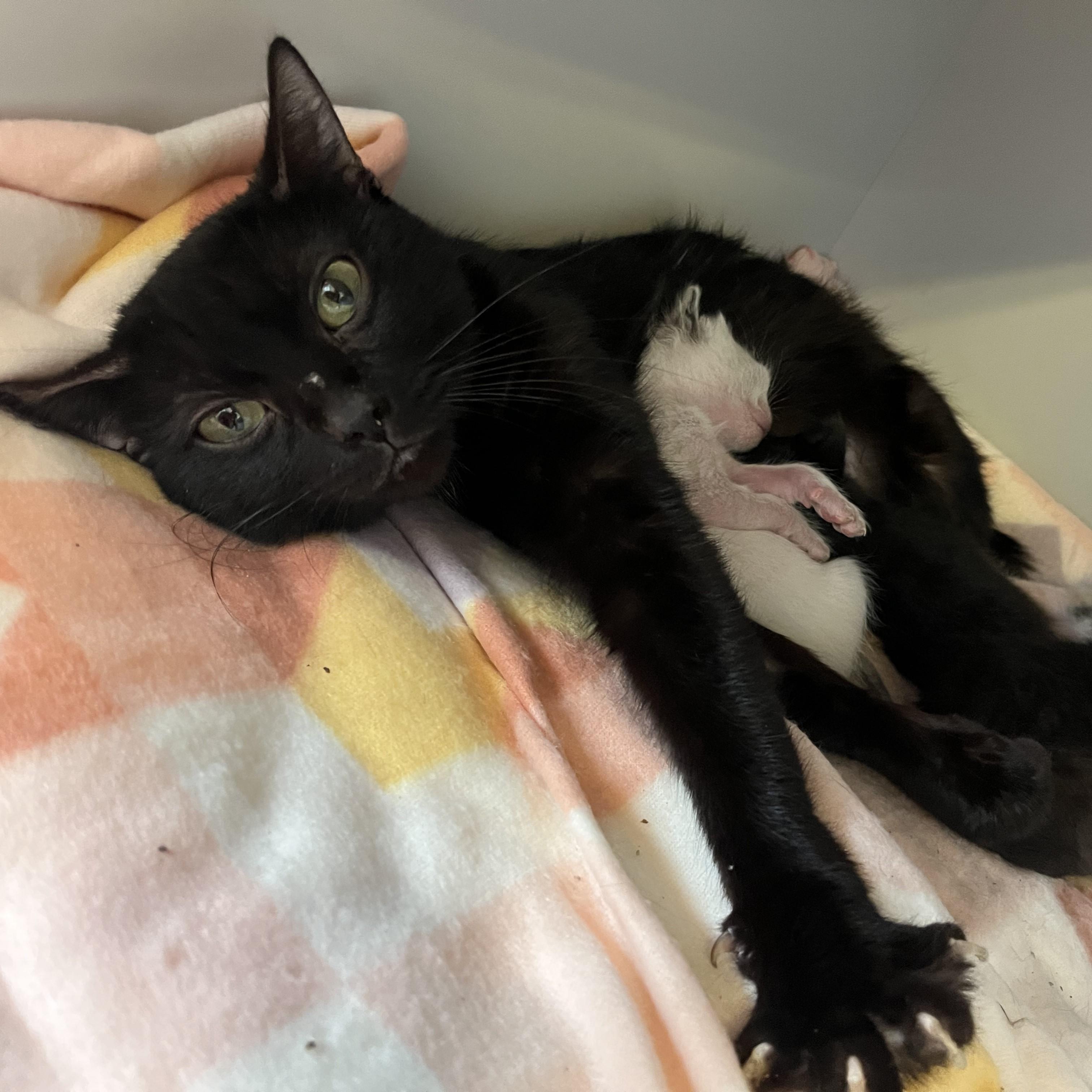 Enlarge Laney, a ADOPTABLE mixed breed in ALPINE, TX image 3/4