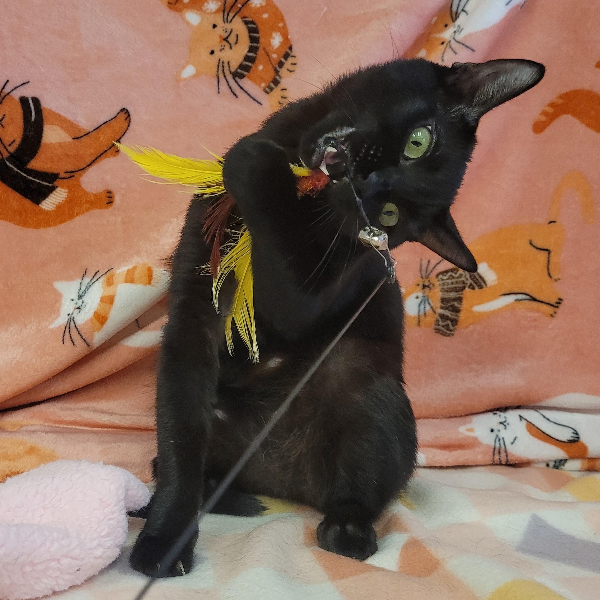 Enlarge Laney, a ADOPTABLE mixed breed in ALPINE, TX image 4/6