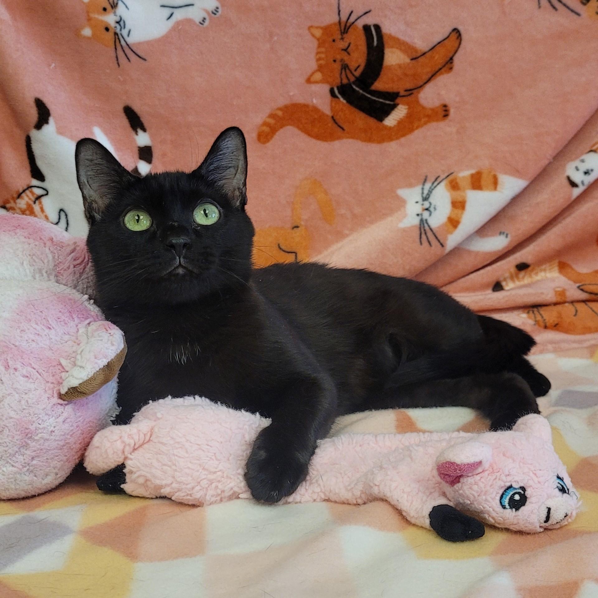 Enlarge Laney, a ADOPTABLE mixed breed in ALPINE, TX image 1/6