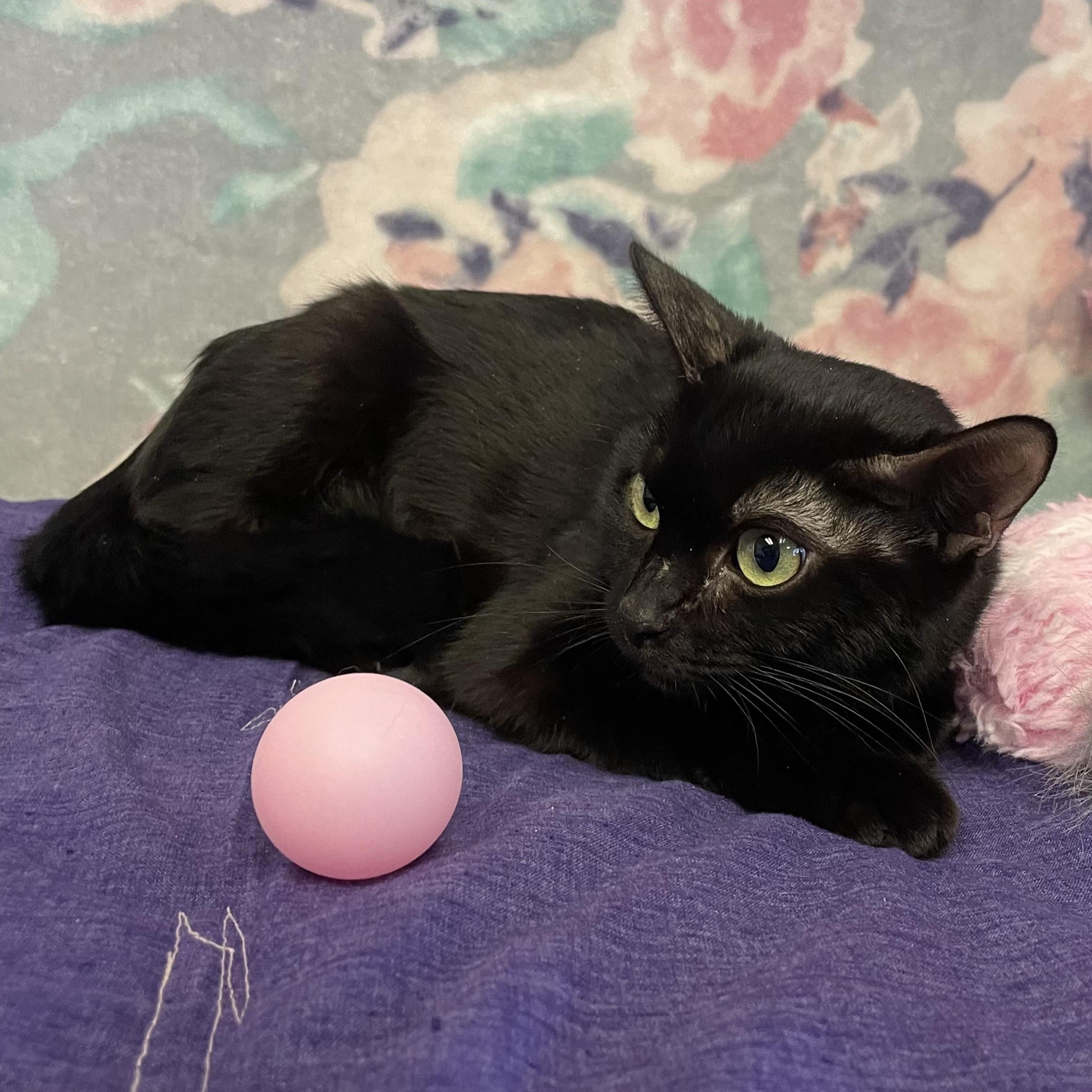 Enlarge Laney, a ADOPTABLE mixed breed in ALPINE, TX image 2/4