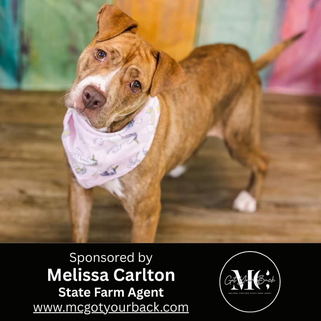 Enlarge Candyland (Sponsored), a Adoptable mixed breed in East Saint Louis, IL image 1/6