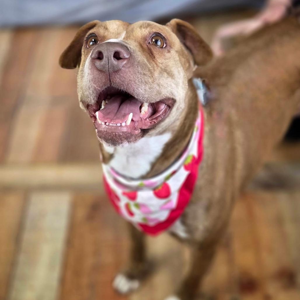 Enlarge Candyland (Sponsored), a Adoptable mixed breed in East Saint Louis, IL image 2/6