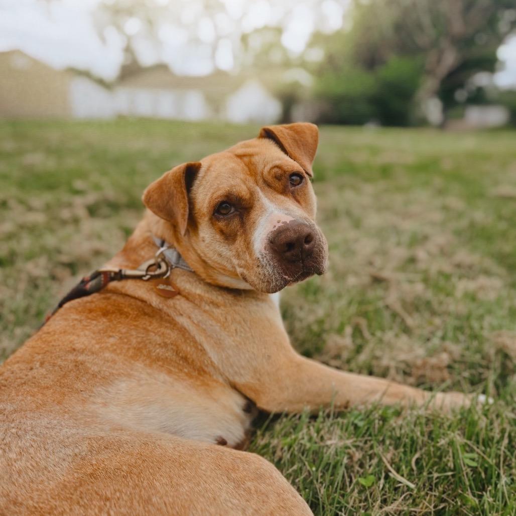 Enlarge Candyland (Sponsored), a Adoptable mixed breed in East Saint Louis, IL image 3/6