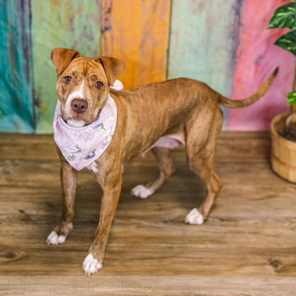 Enlarge Candyland (Sponsored), a Adoptable mixed breed in East Saint Louis, IL image 5/6