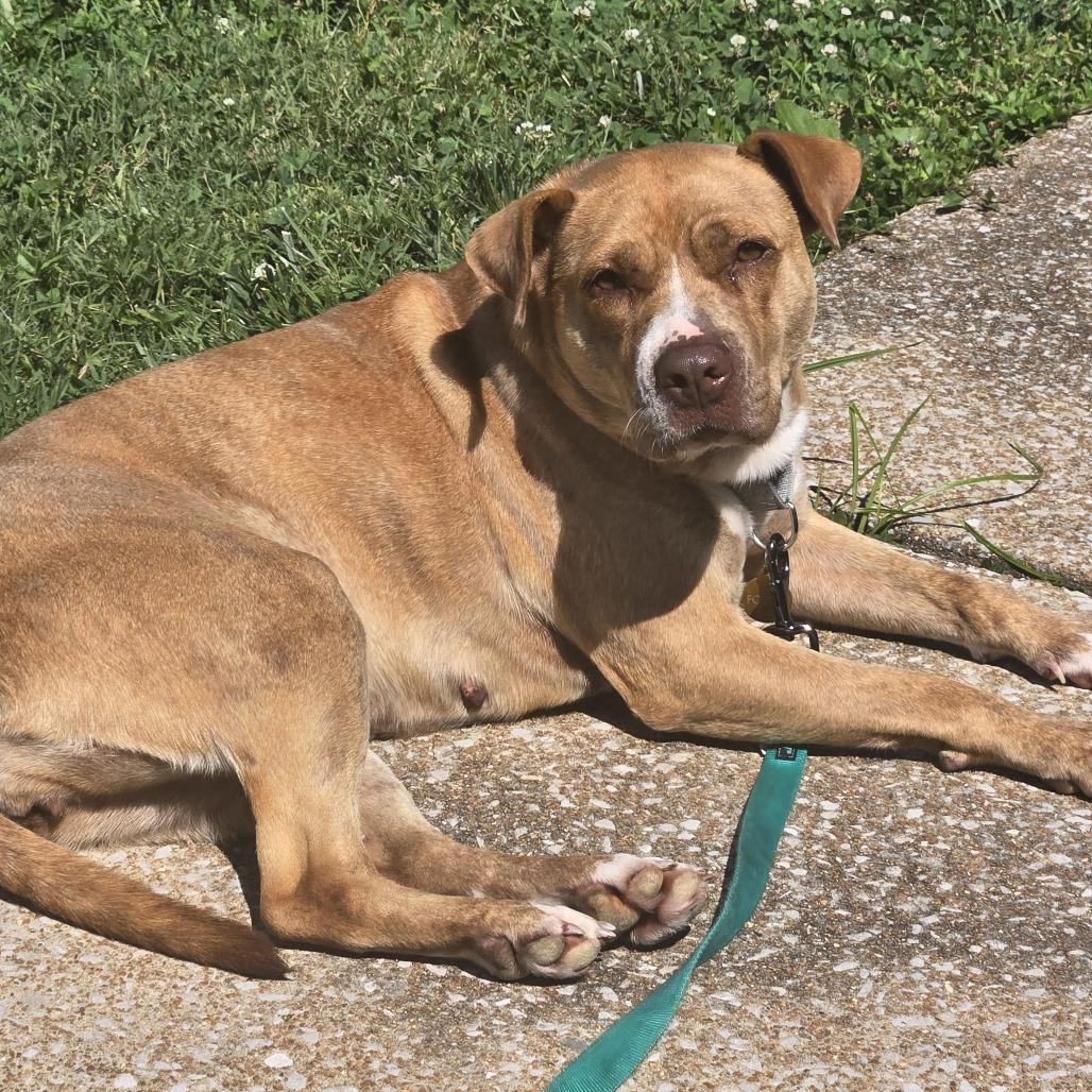 Enlarge Candyland (Sponsored), a Adoptable mixed breed in East Saint Louis, IL image 6/6