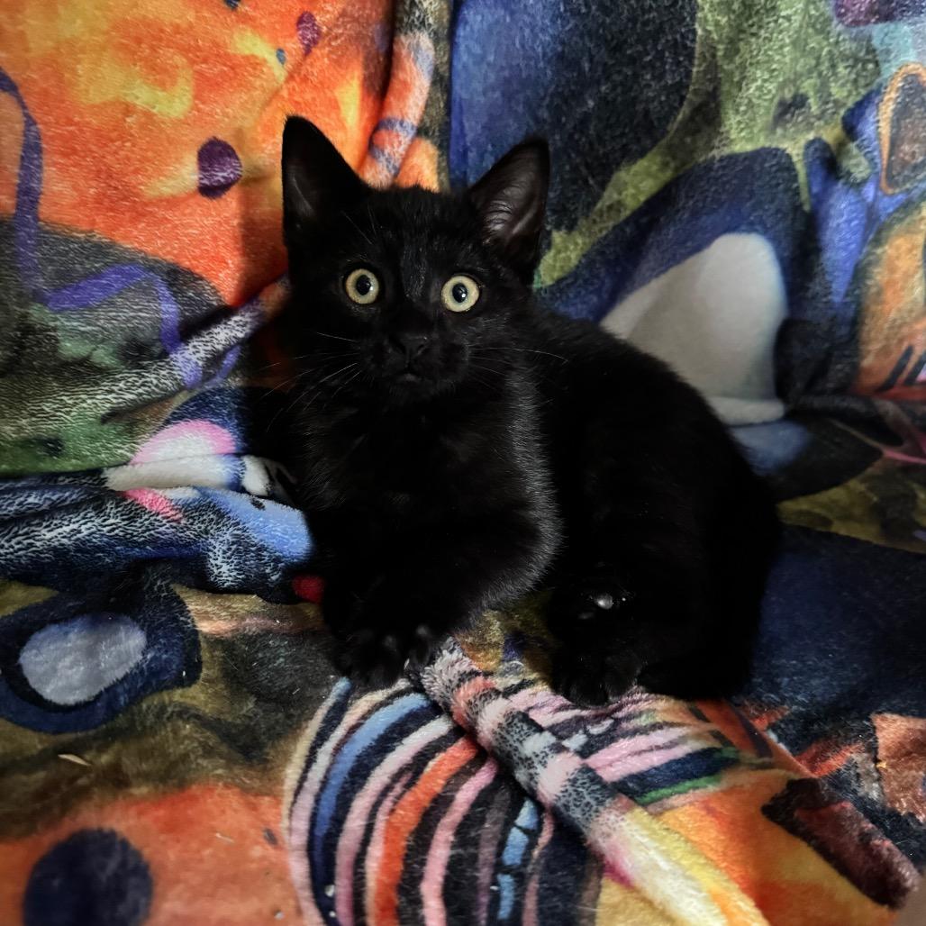 Enlarge Red, a Adoptable Domestic Short Hair in Pinson, TN image 2/4