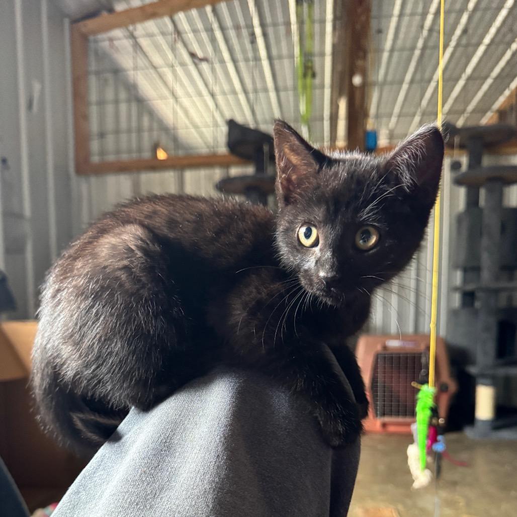 Enlarge Red, a Adoptable Domestic Short Hair in Pinson, TN image 3/4