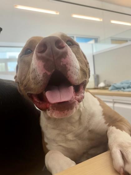 Elko, Adoptable, Adult Male Pit Bull Terrier & Mixed Breed.