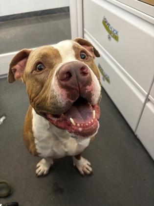 Elko, a Adoptable mixed breed in New Orleans, LA image 2/3