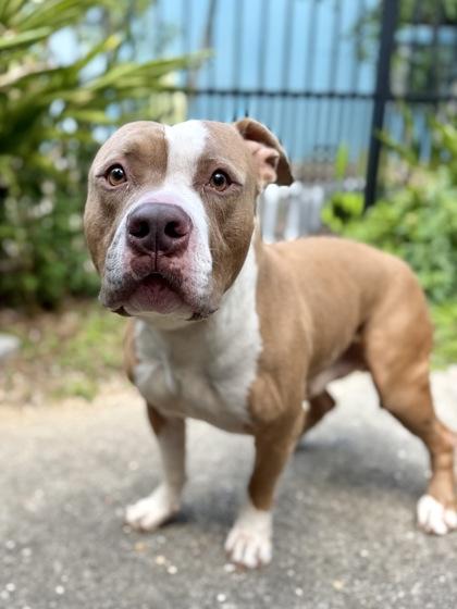 Elko, a Adoptable mixed breed in New Orleans, LA image 3/3