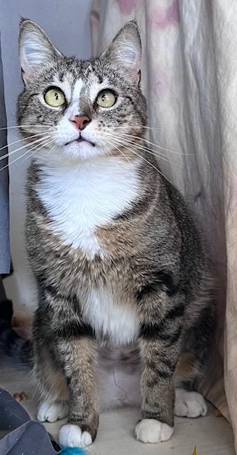 Enlarge MONICA, a ADOPTABLE mixed breed in Churchville, PA image 1/3