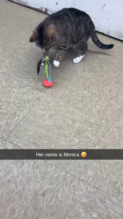 Enlarge MONICA, a ADOPTABLE mixed breed in Churchville, PA video 3/3