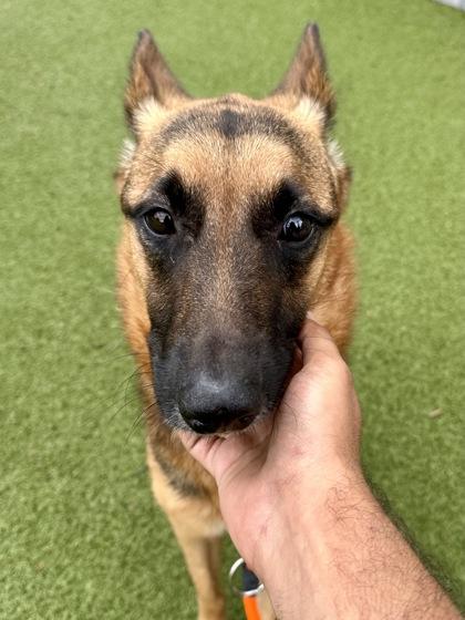Bella, Adoptable, Adult Female Mixed Breed & Mixed Breed.