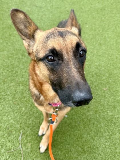 Enlarge Bella, a Adoptable mixed breed in Wichita, KS image 2/3