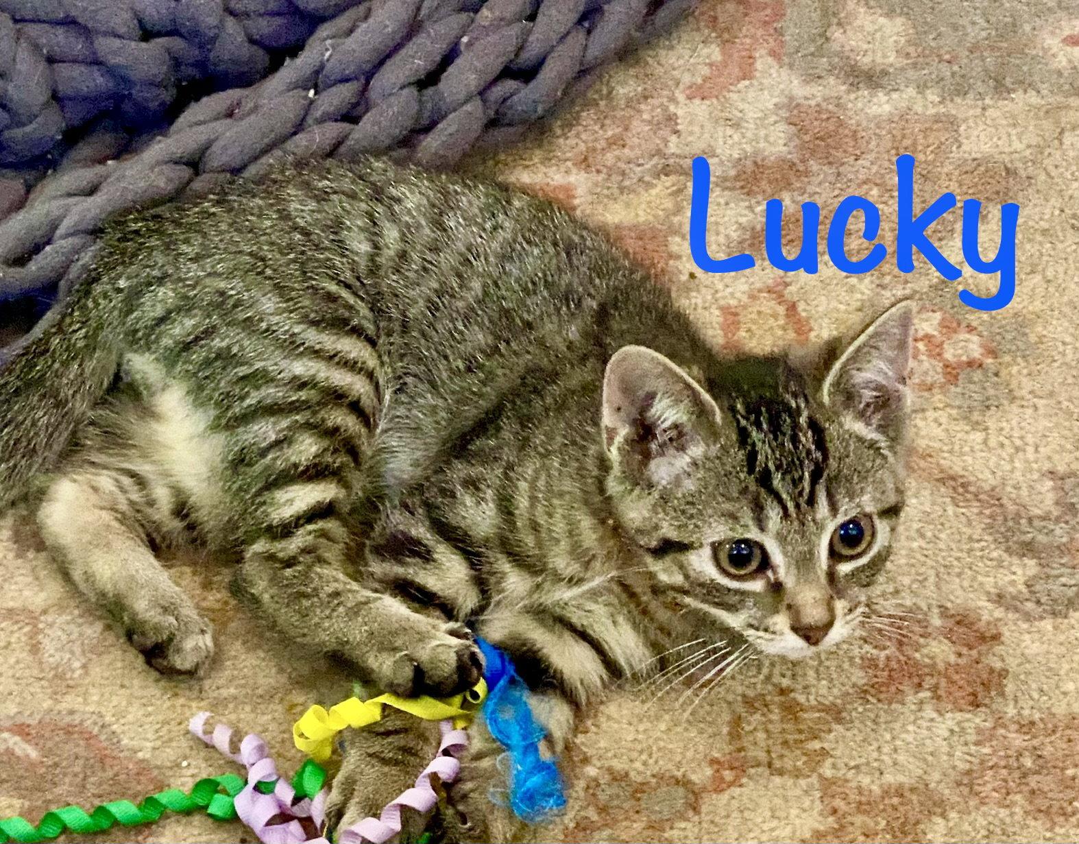 Enlarge Lucky, a Adoptable Domestic Short Hair in Reston, VA image 1/3