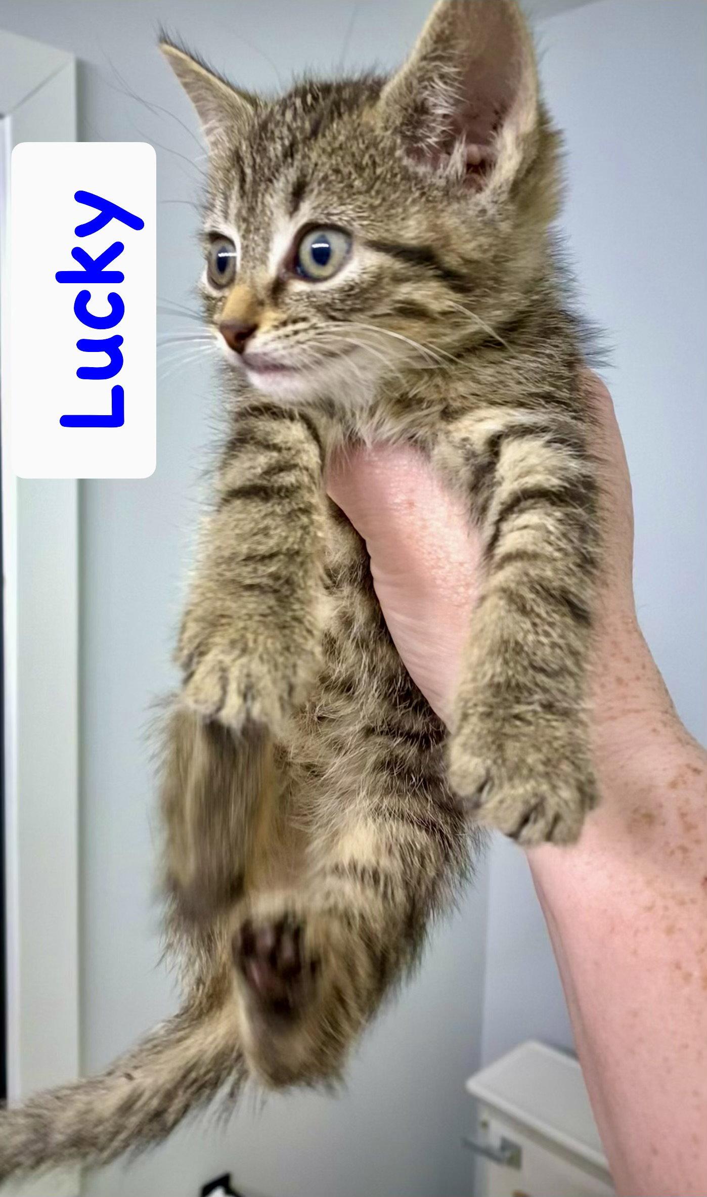 Enlarge Lucky, a Adoptable Domestic Short Hair in Reston, VA image 2/3