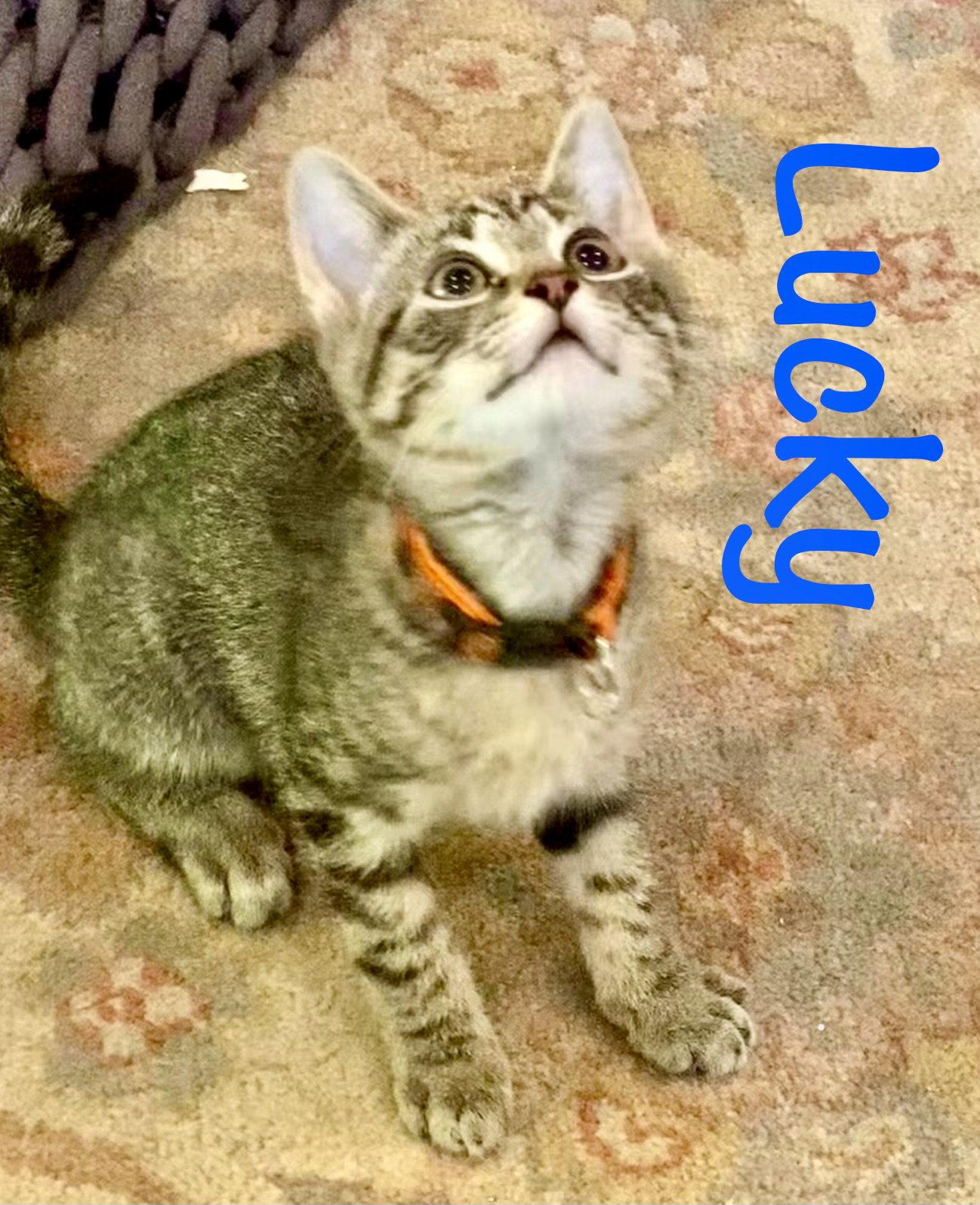 Enlarge Lucky, a Adoptable Domestic Short Hair in Reston, VA image 2/3