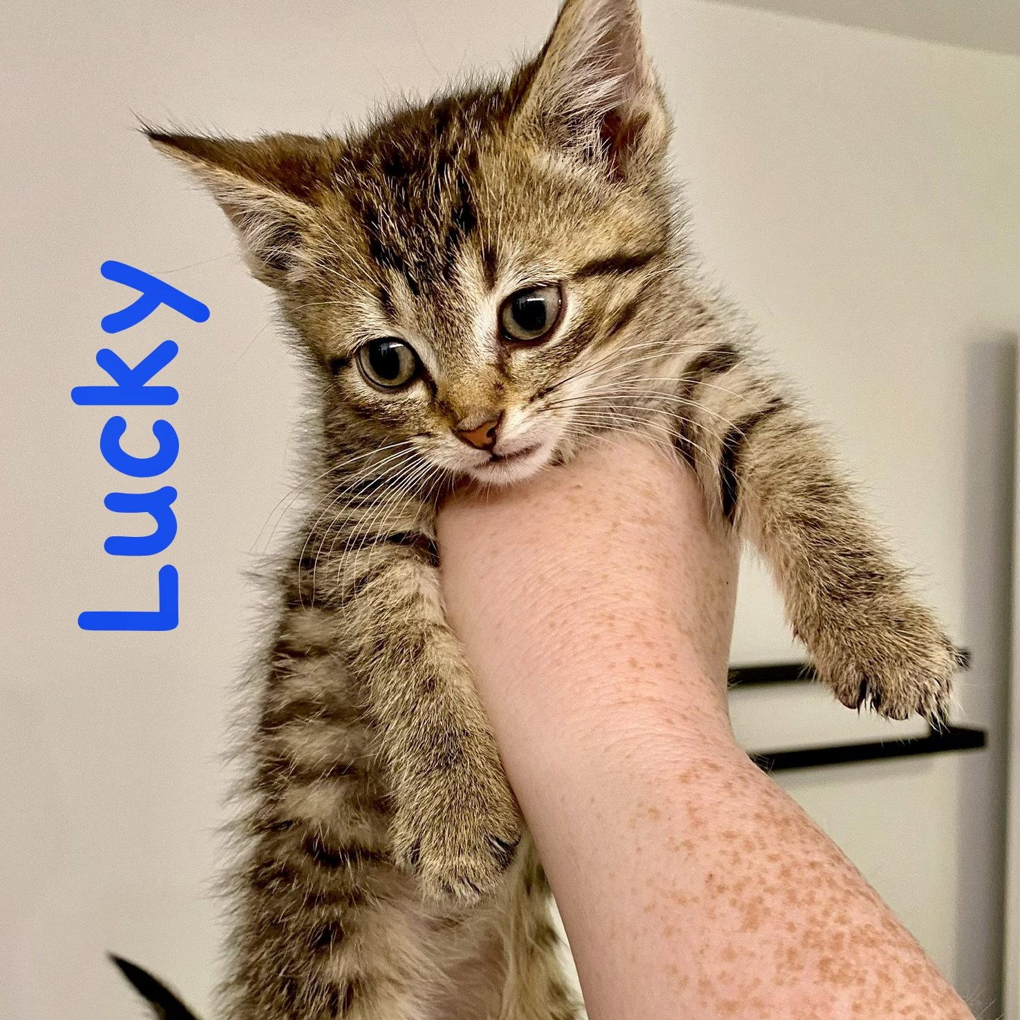 Lucky, Adoptable, Kitten Male Domestic Short Hair.