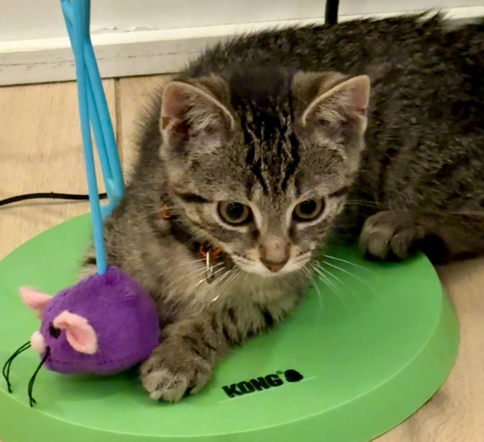 Enlarge Lucky, a Adoptable Domestic Short Hair in Reston, VA image 3/3