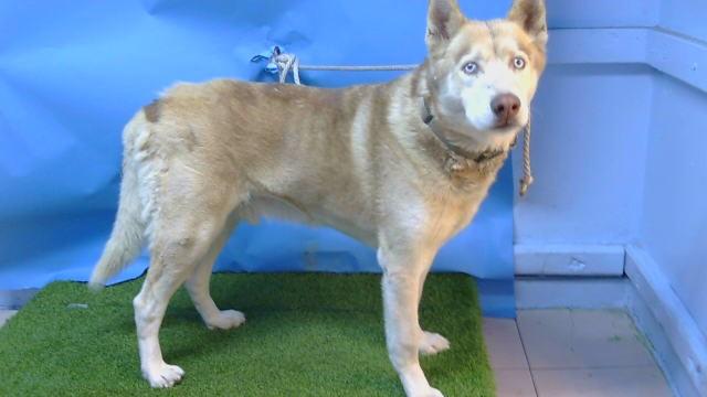 KODA, Adoptable, Adult Male Siberian Husky.