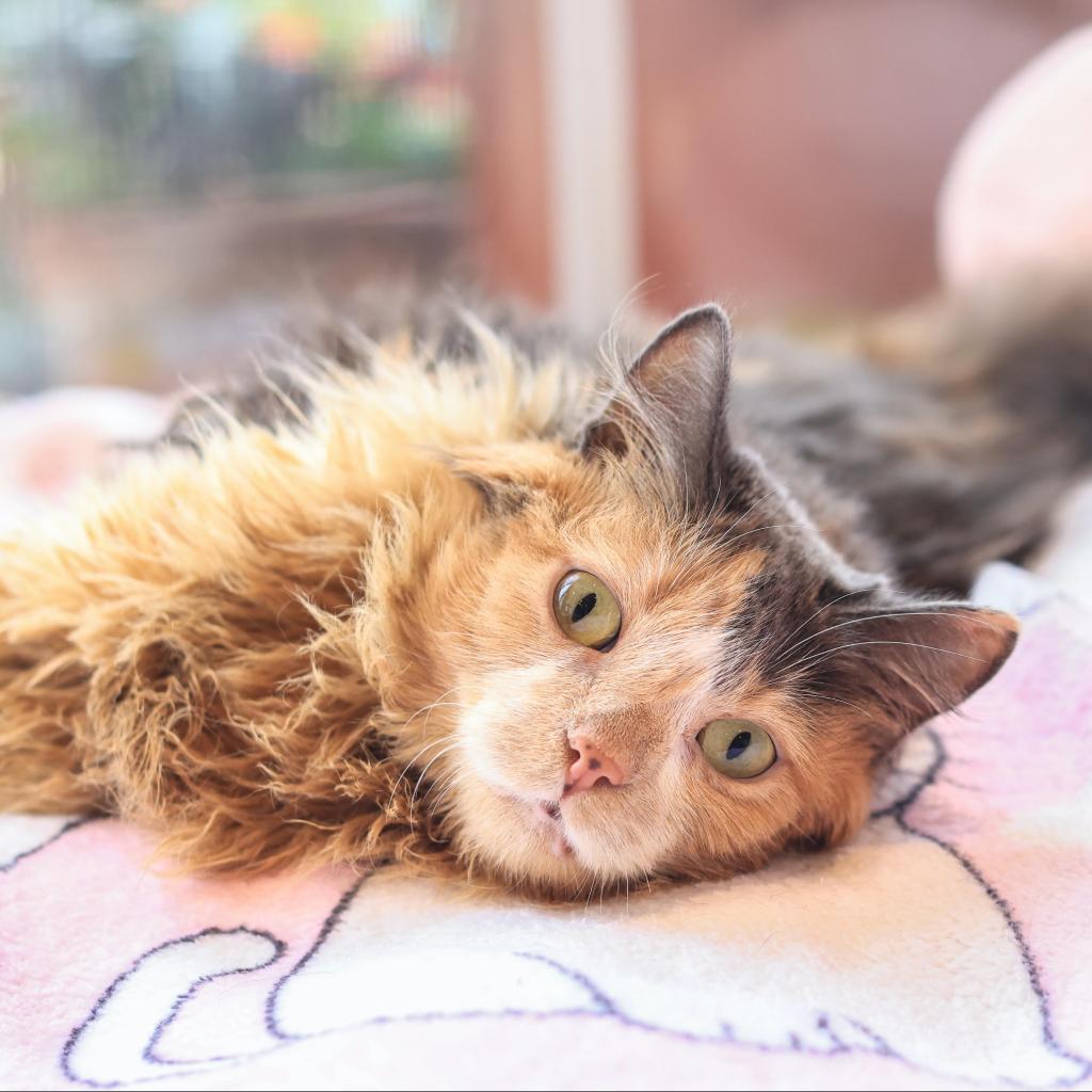 Agatha — thumbnail 2