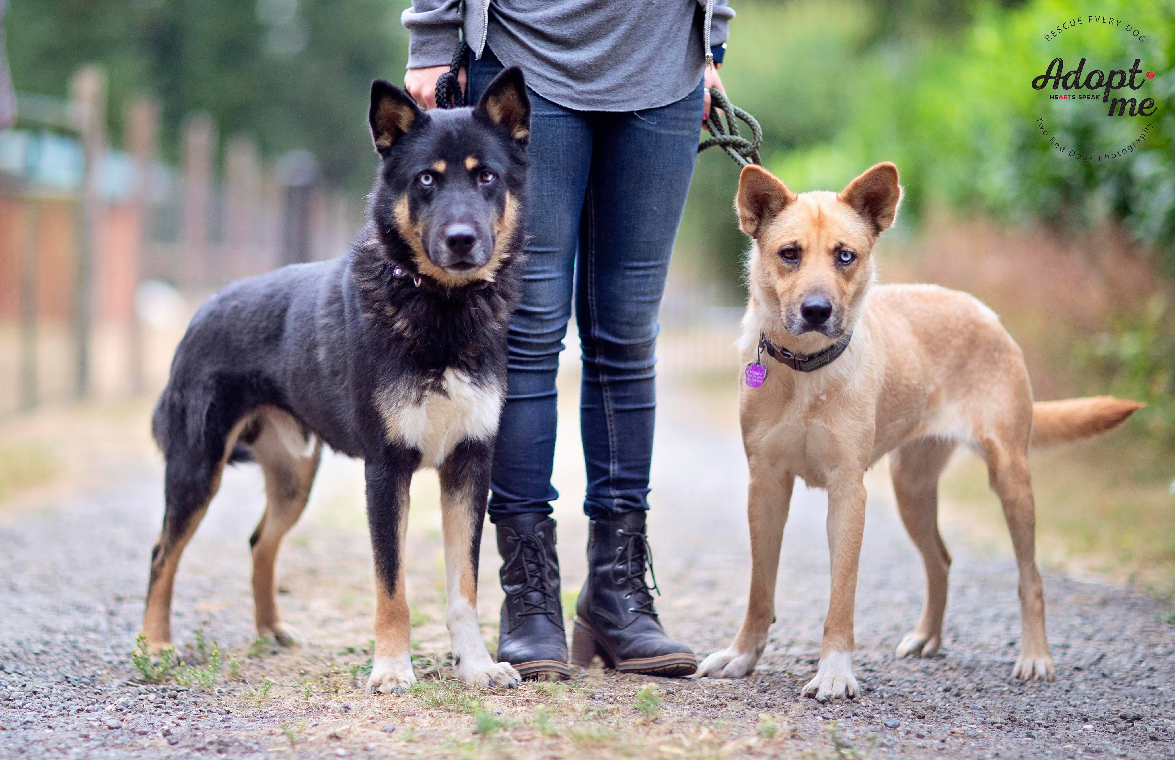 Enlarge Hailey, a Adoptable mixed breed in Seattle, WA image 1/12