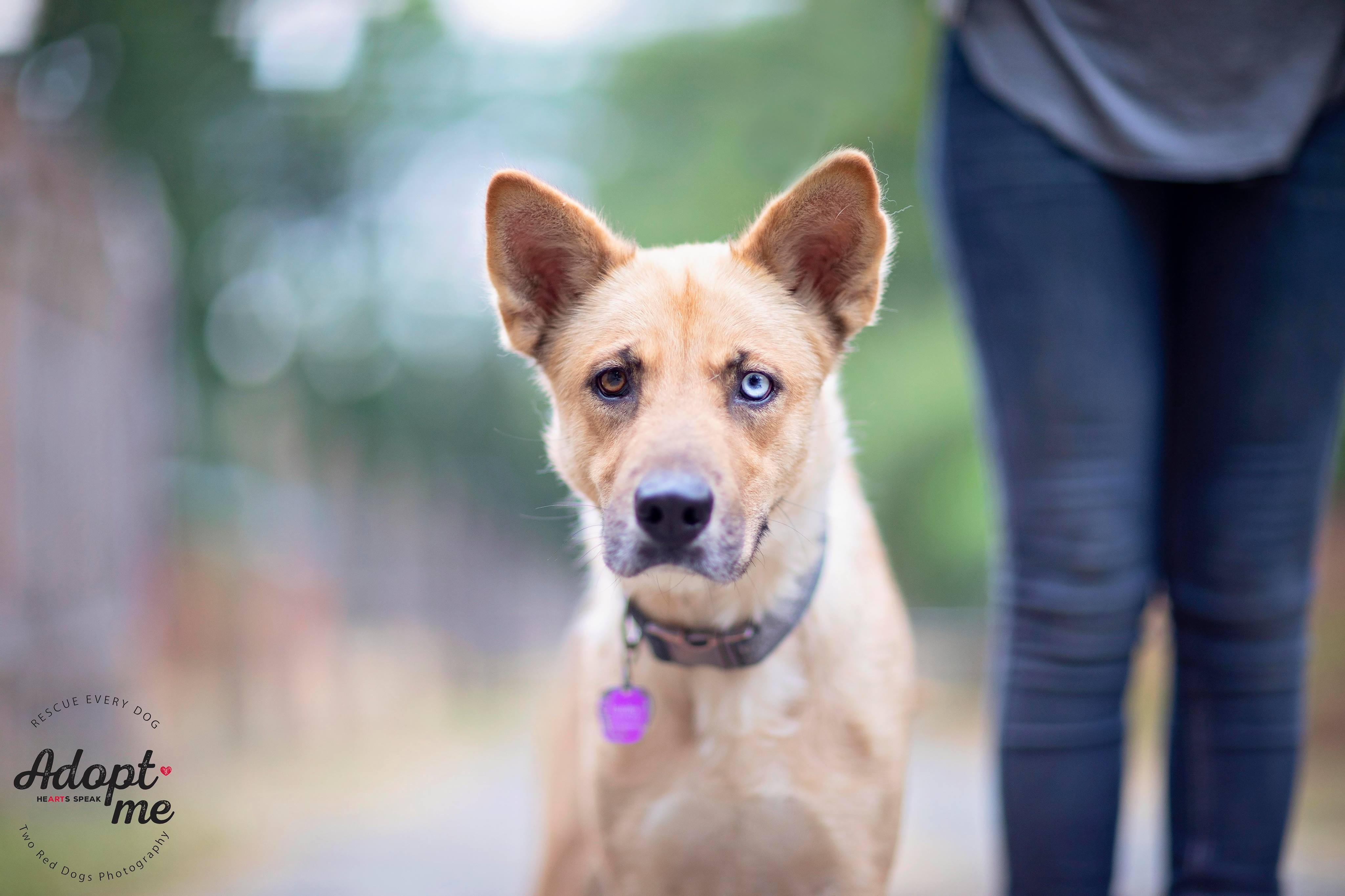 Enlarge Hailey, a Adoptable mixed breed in Seattle, WA image 2/12