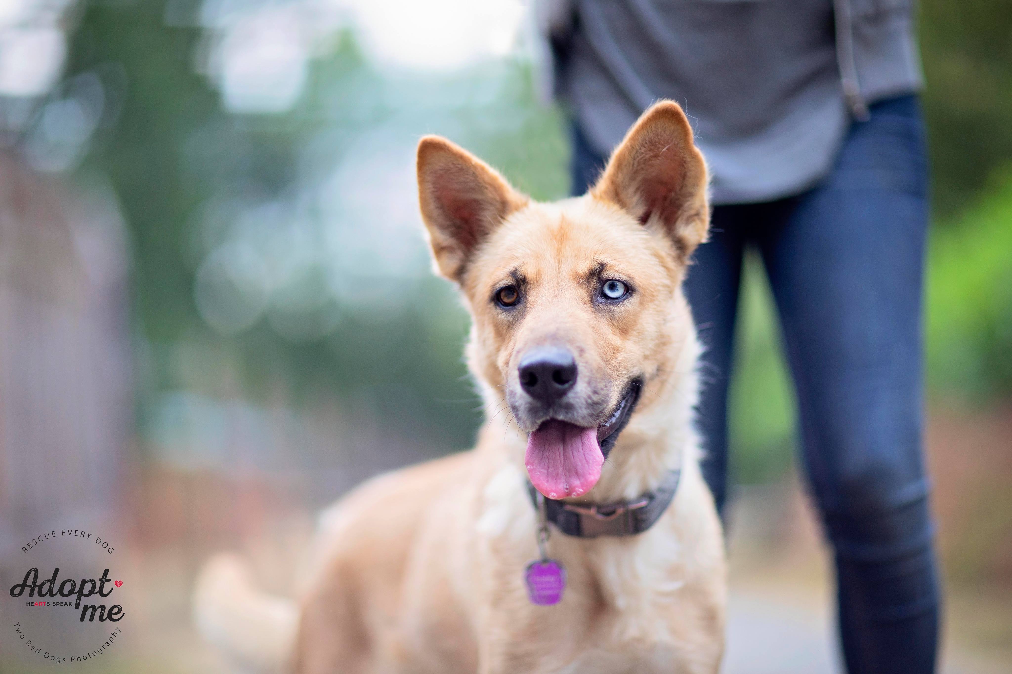 Enlarge Hailey, a Adoptable mixed breed in Seattle, WA image 3/12