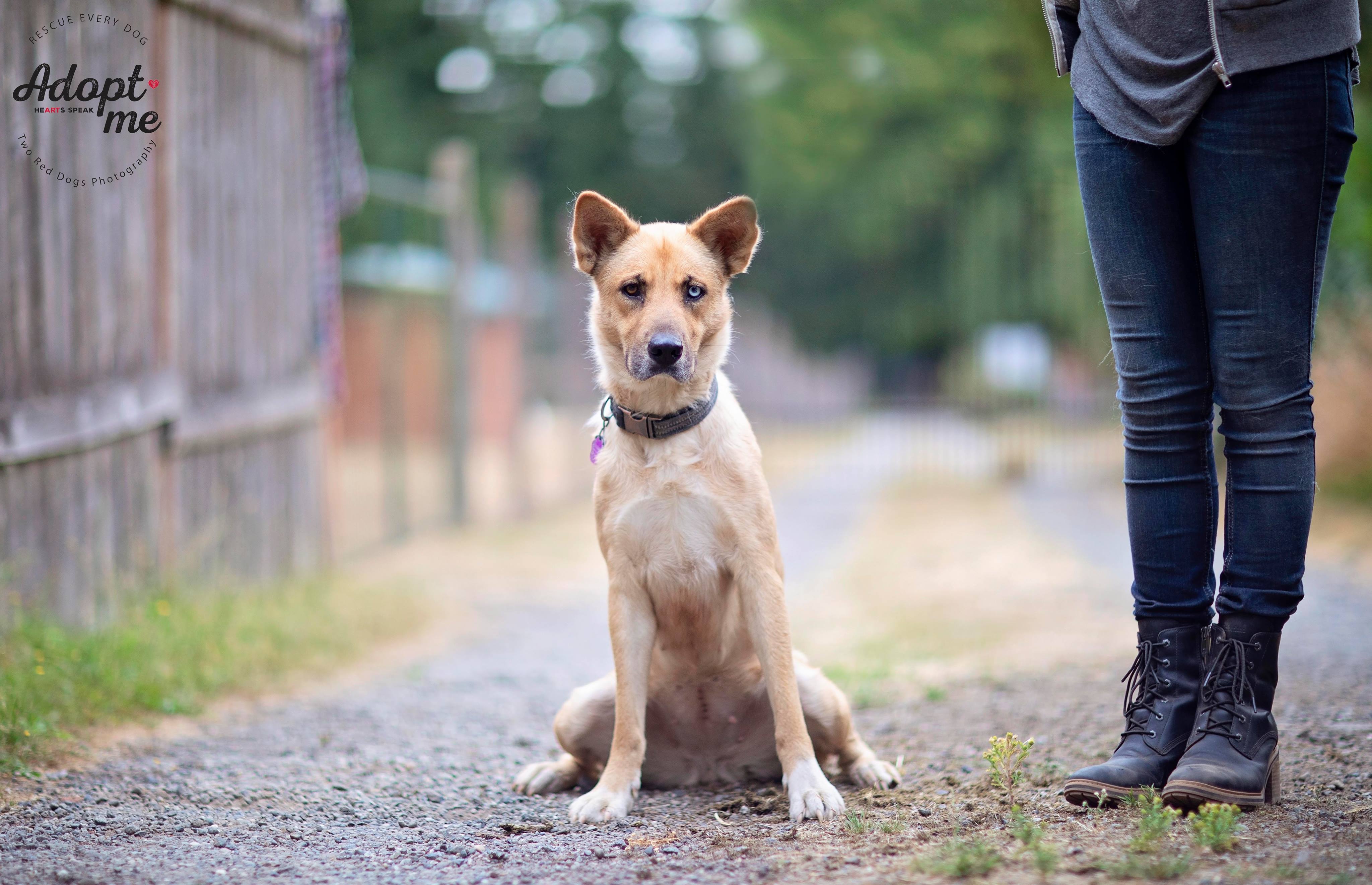 Enlarge Hailey, a Adoptable mixed breed in Seattle, WA image 4/12