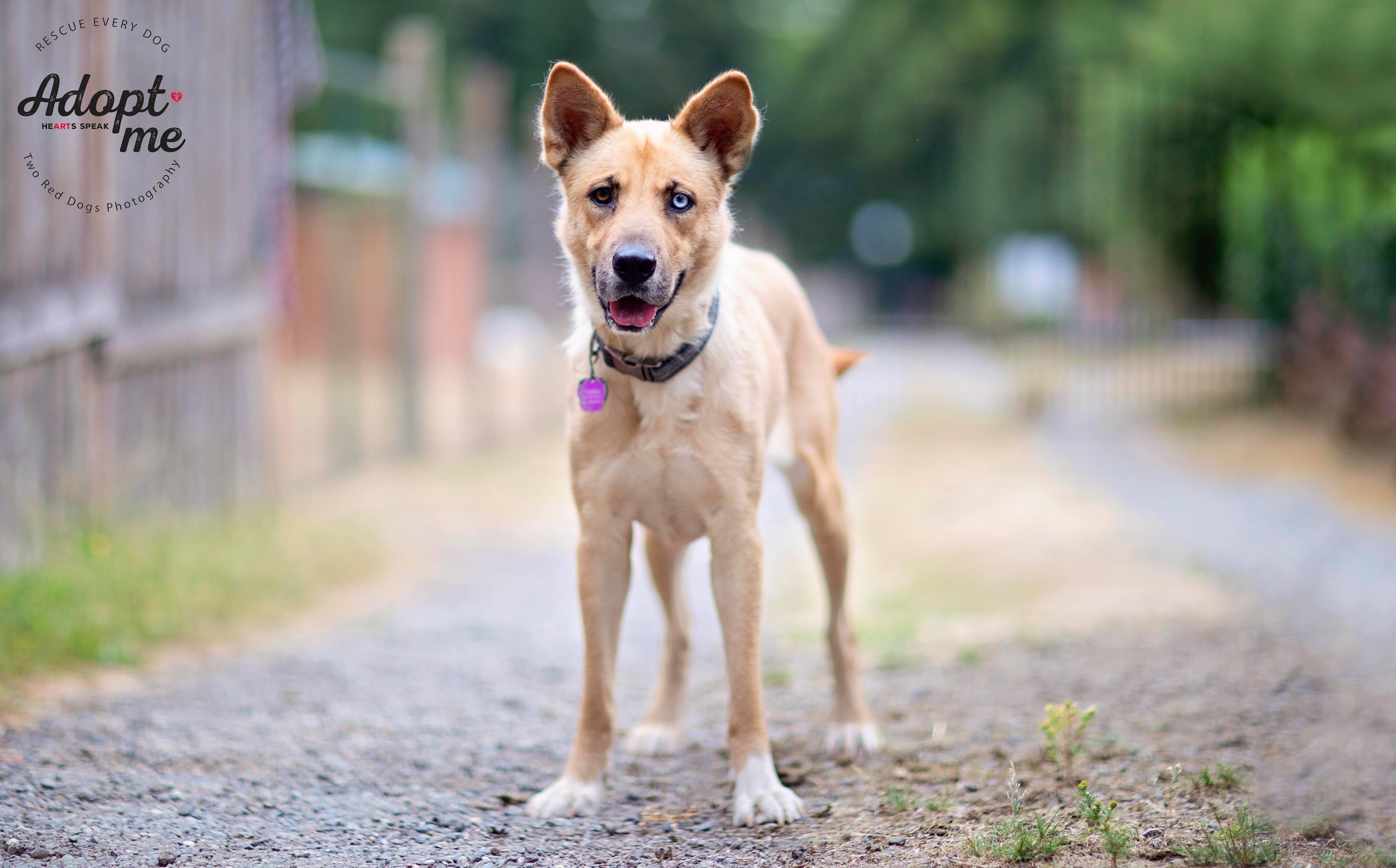 Enlarge Hailey, a Adoptable mixed breed in Seattle, WA image 6/12