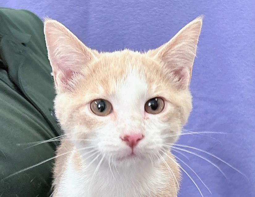 Phinneas, adoptable, Young Male Domestic Short Hair.