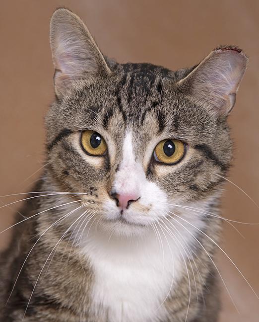 Xander, ADOPTABLE, Young Male Tuxedo & Tabby.