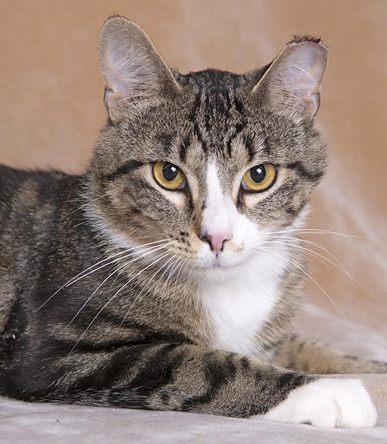 Xander, a ADOPTABLE mixed breed in Chicago, IL image 4/6