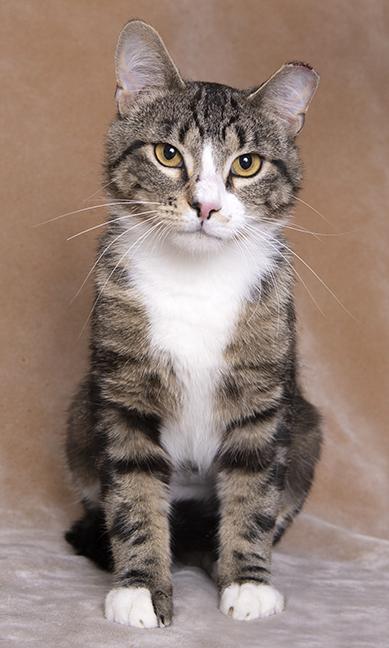 Xander, a ADOPTABLE mixed breed in Chicago, IL image 2/6