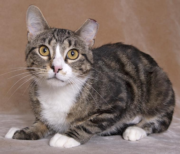 Xander, a ADOPTABLE mixed breed in Chicago, IL image 3/6