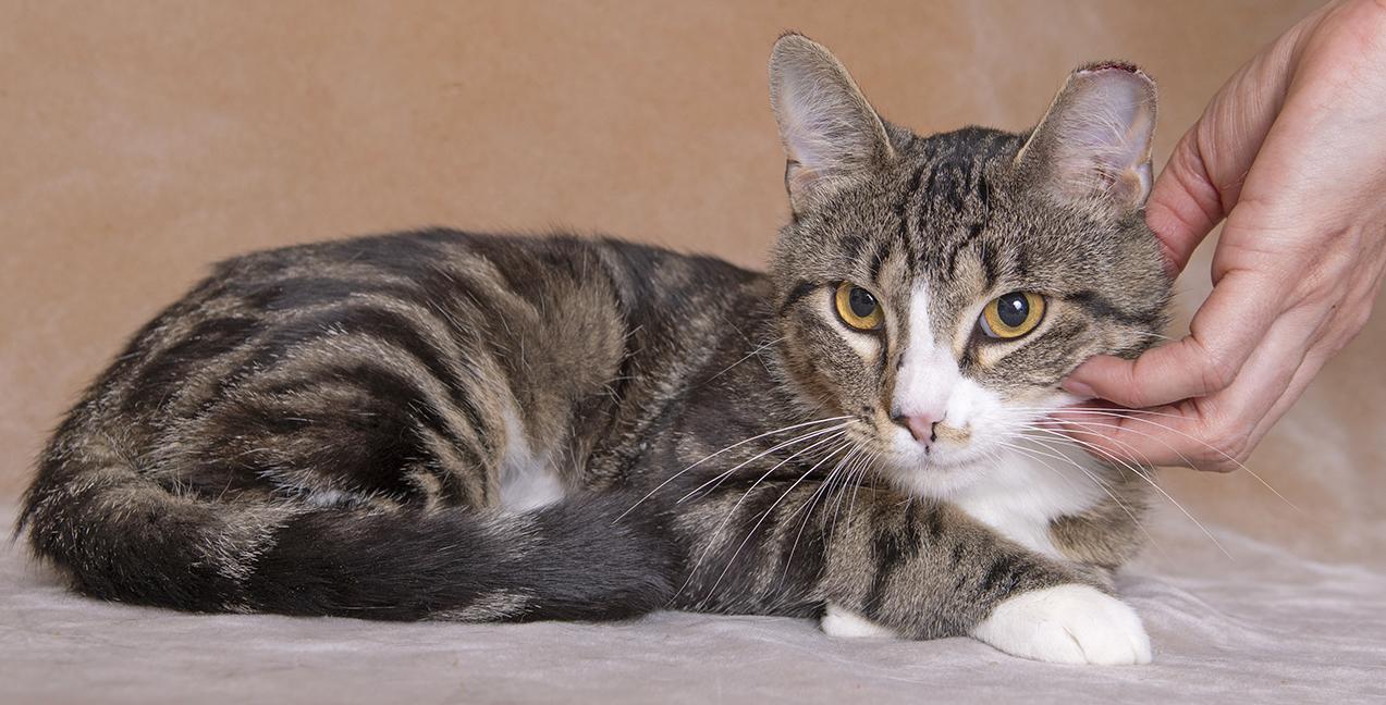 Xander, a ADOPTABLE mixed breed in Chicago, IL image 5/6