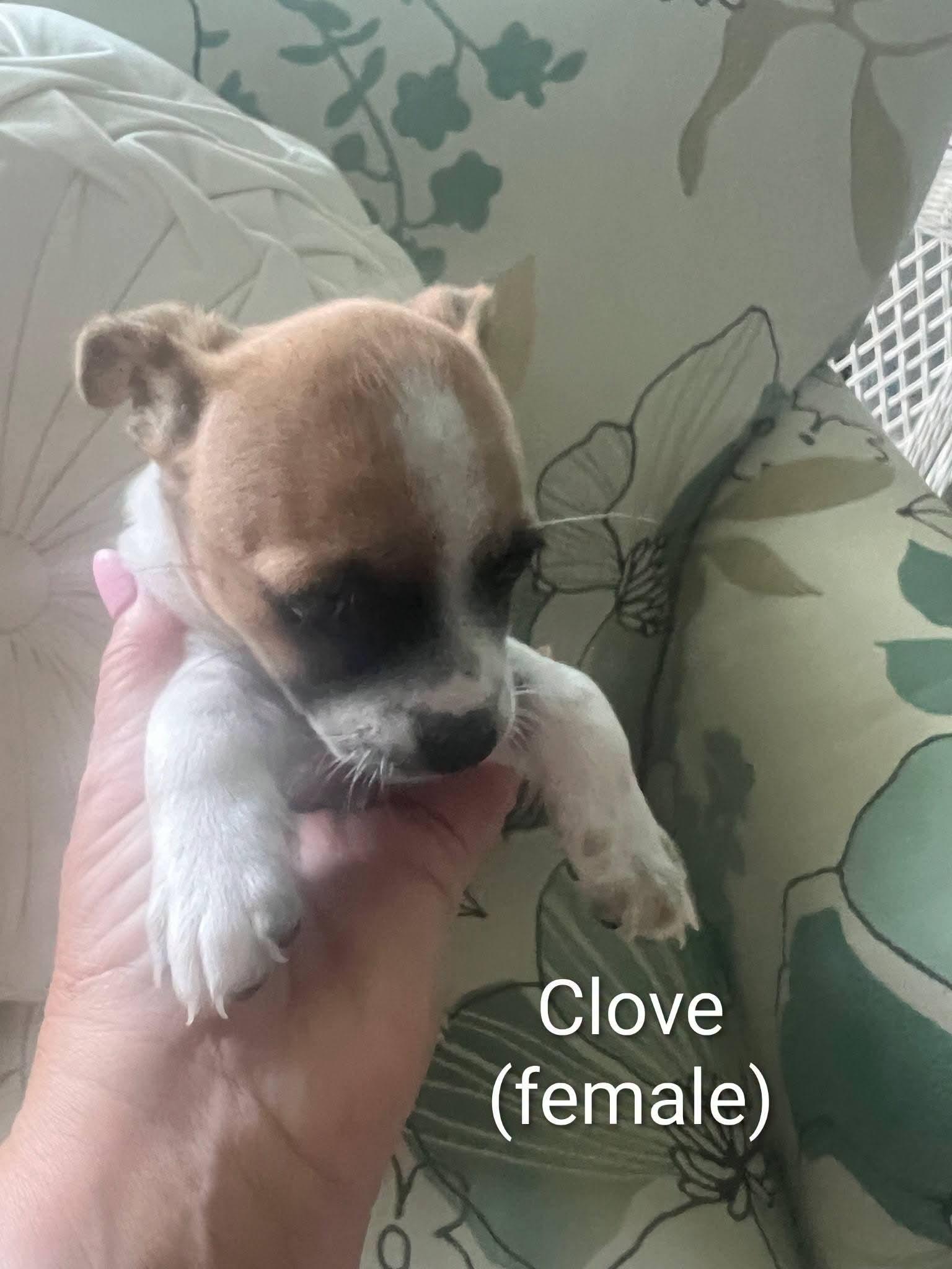 Chihuahua puppies, a ADOPTABLE mixed breed in Cape Coral, FL image 1/5