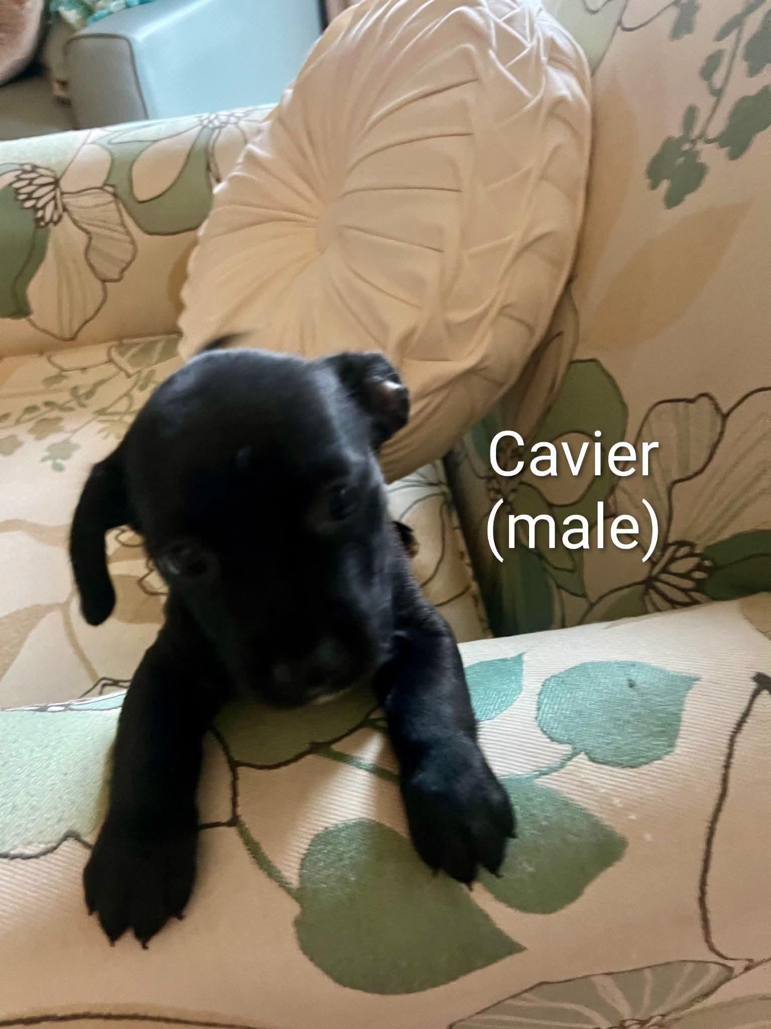 Chihuahua puppies, a ADOPTABLE mixed breed in Cape Coral, FL image 5/5