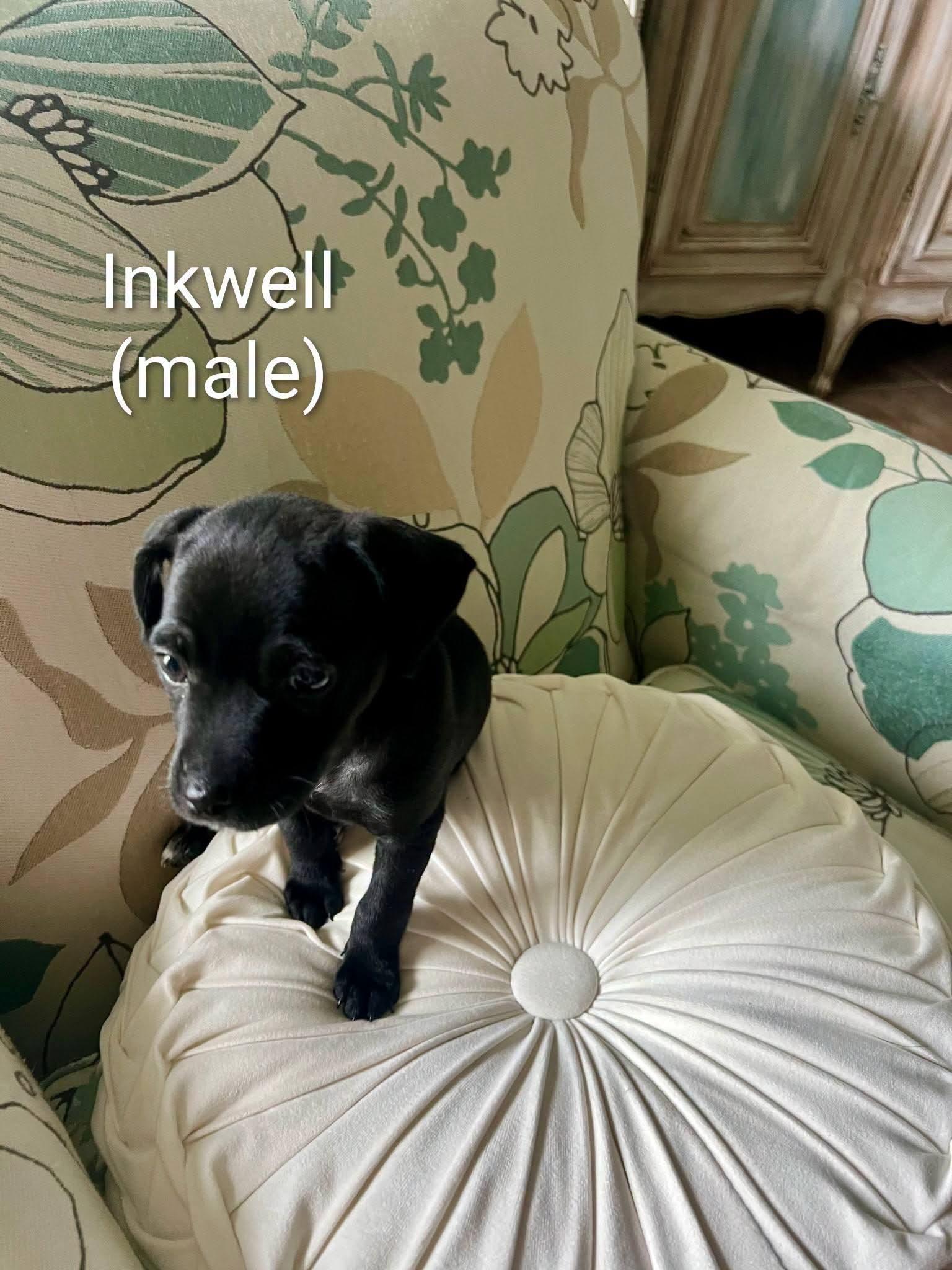 Chihuahua puppies, a ADOPTABLE mixed breed in Cape Coral, FL image 2/5