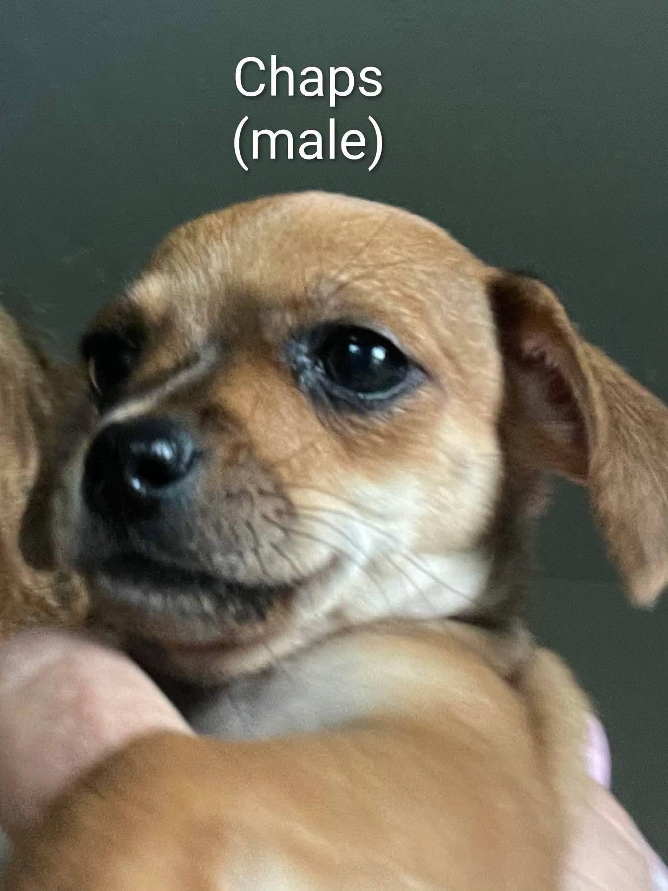 Chihuahua puppies, a ADOPTABLE mixed breed in Cape Coral, FL image 3/5