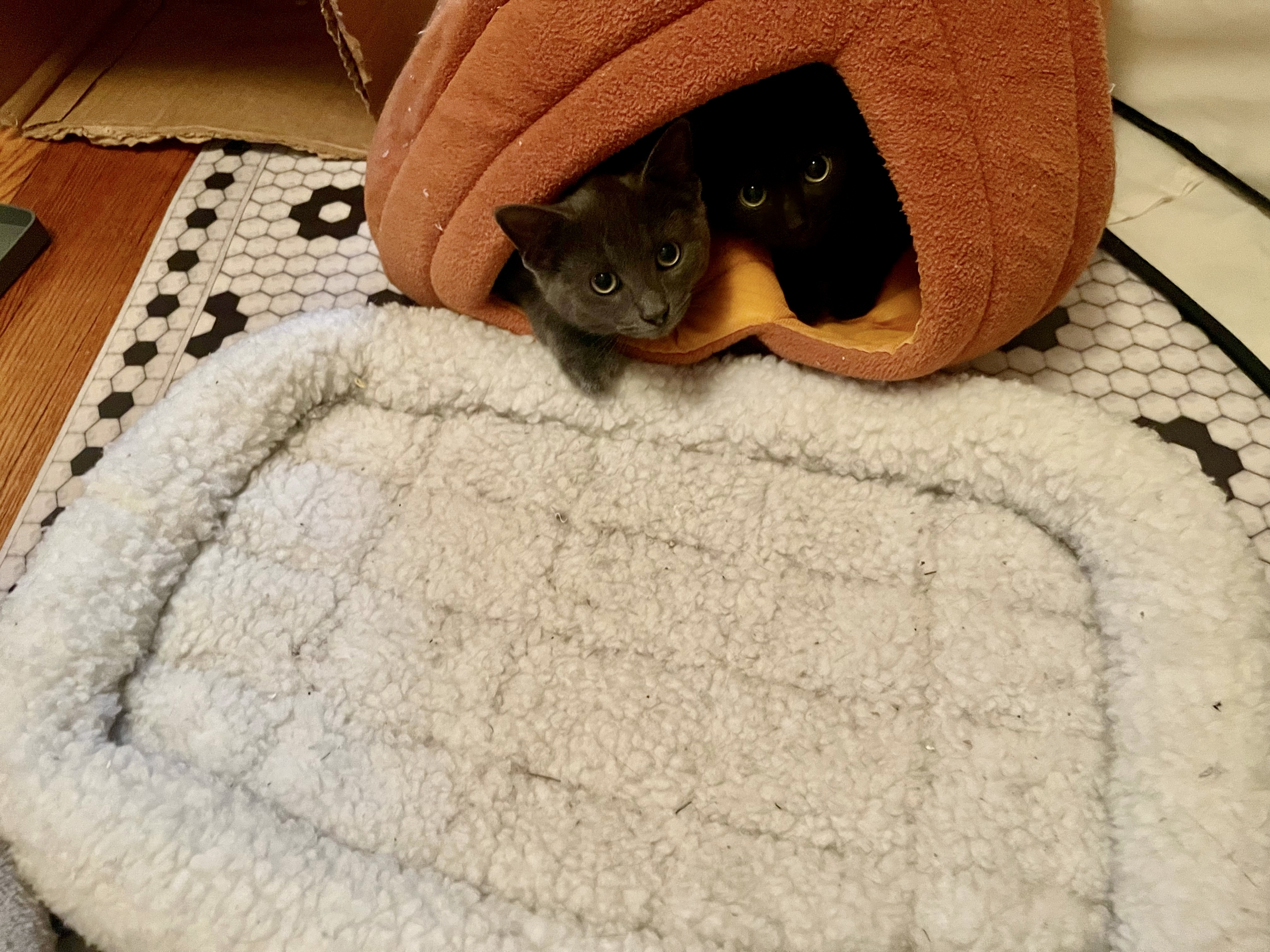 Enlarge Arlo, a Adopted Domestic Short Hair in Cleveland Heights, OH image 1/2