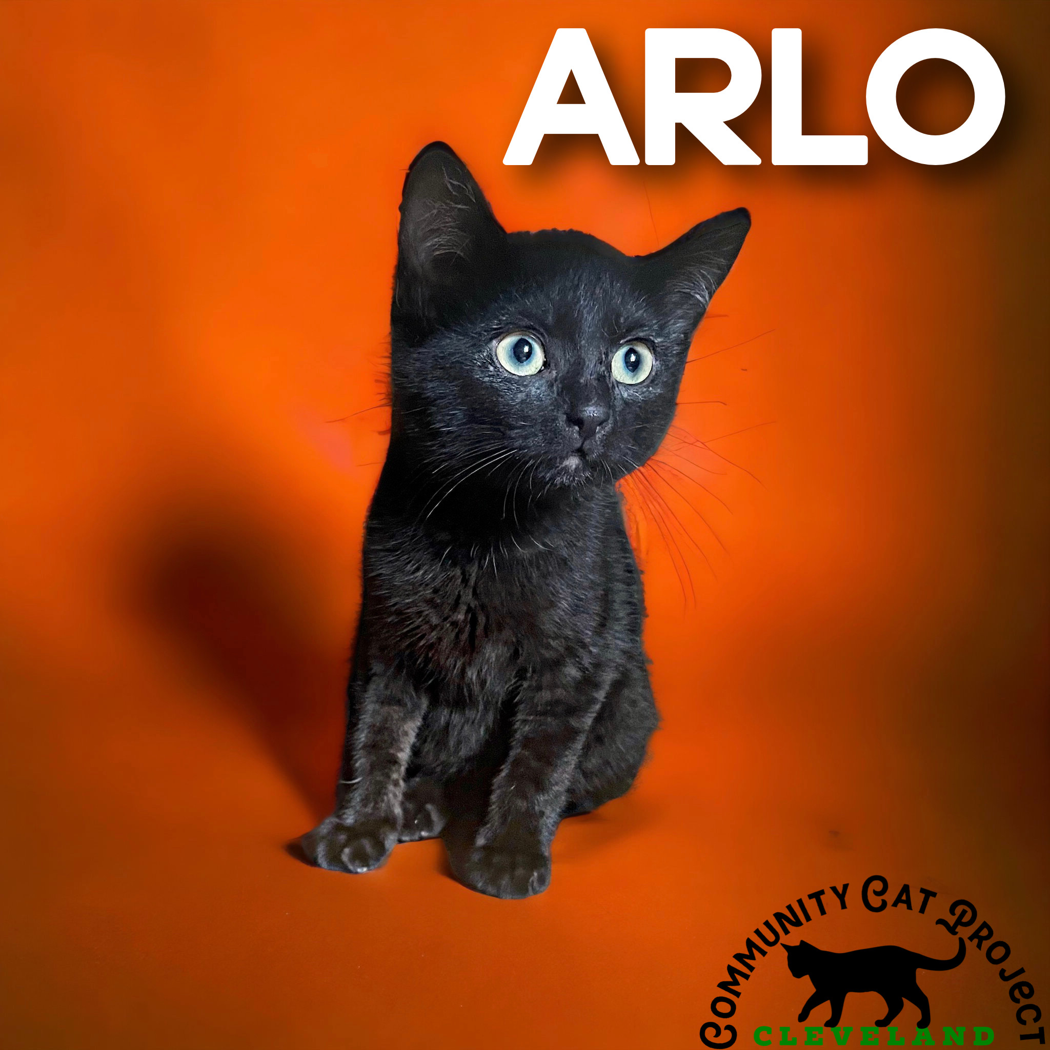 Enlarge Arlo, a Adopted Domestic Short Hair in Cleveland Heights, OH image 2/2