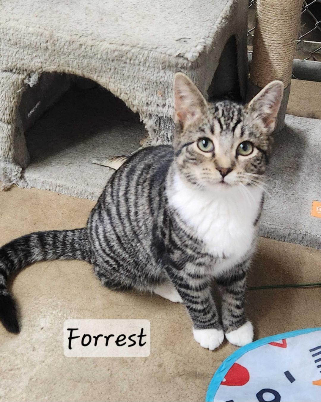 Forrest, Adoptable, Young Female Domestic Short Hair.