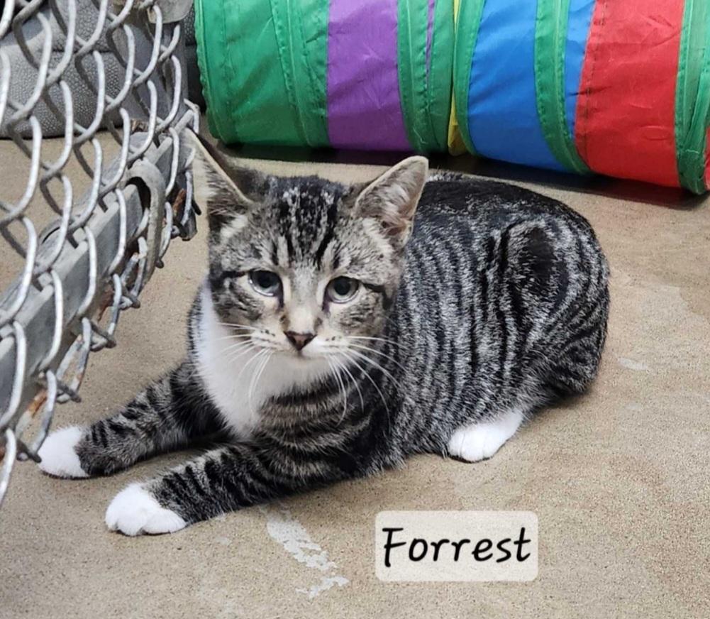 Enlarge Forrest, a Adoptable Domestic Short Hair in Durand, WI image 2/2