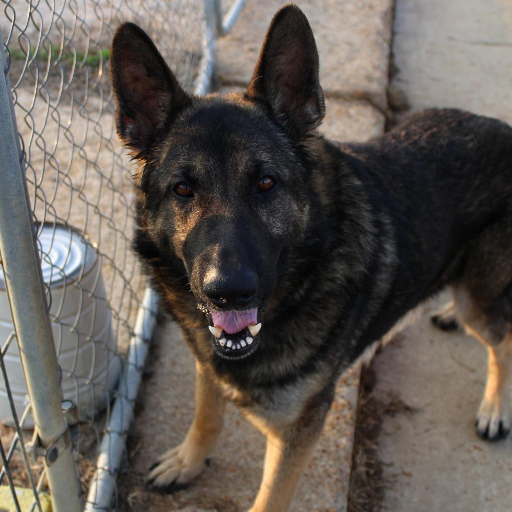 Mr. Wobbles, Adoptable, Adult Male German Shepherd Dog.
