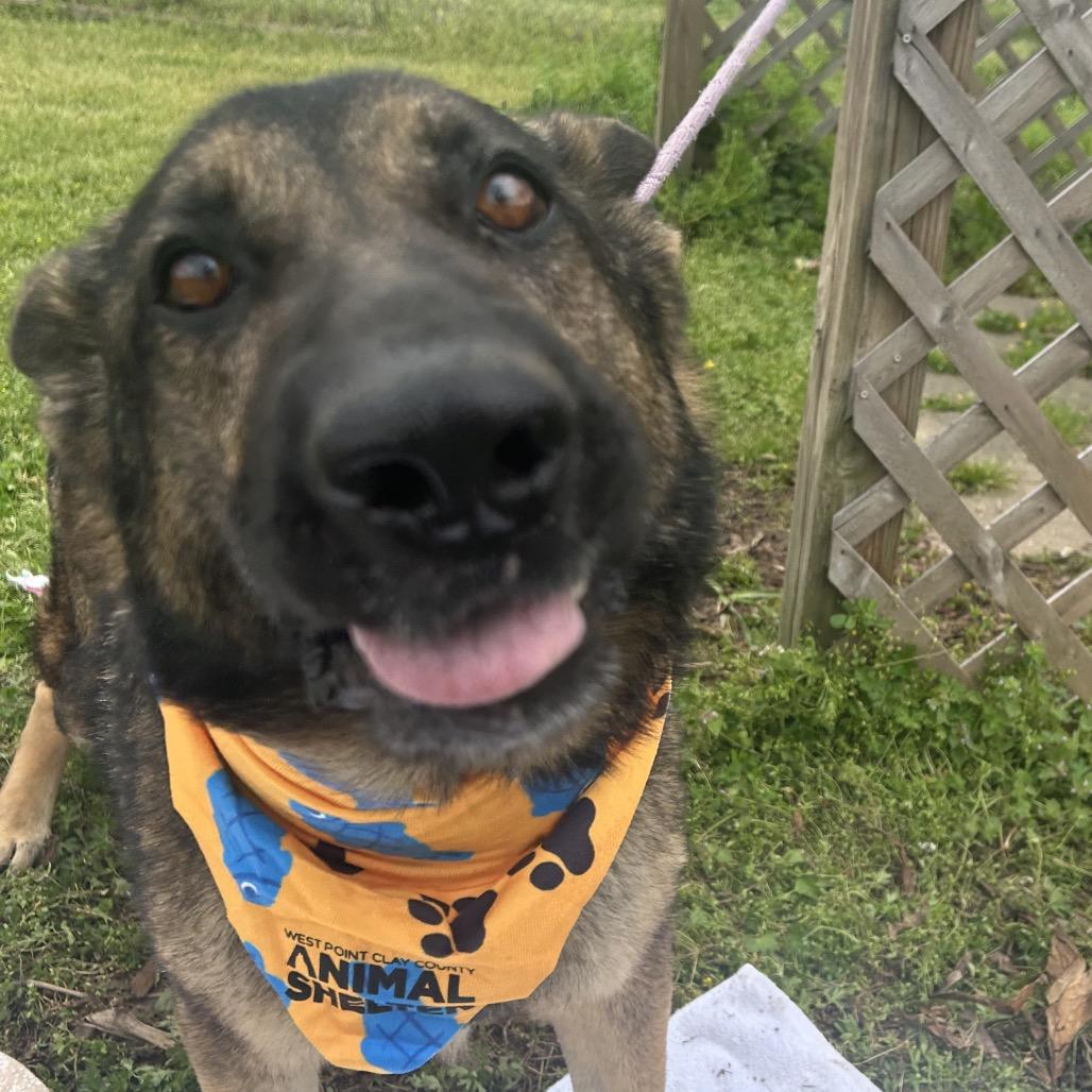 Enlarge Mr. Wobbles, a Adoptable mixed breed in West Point, MS image 2/6